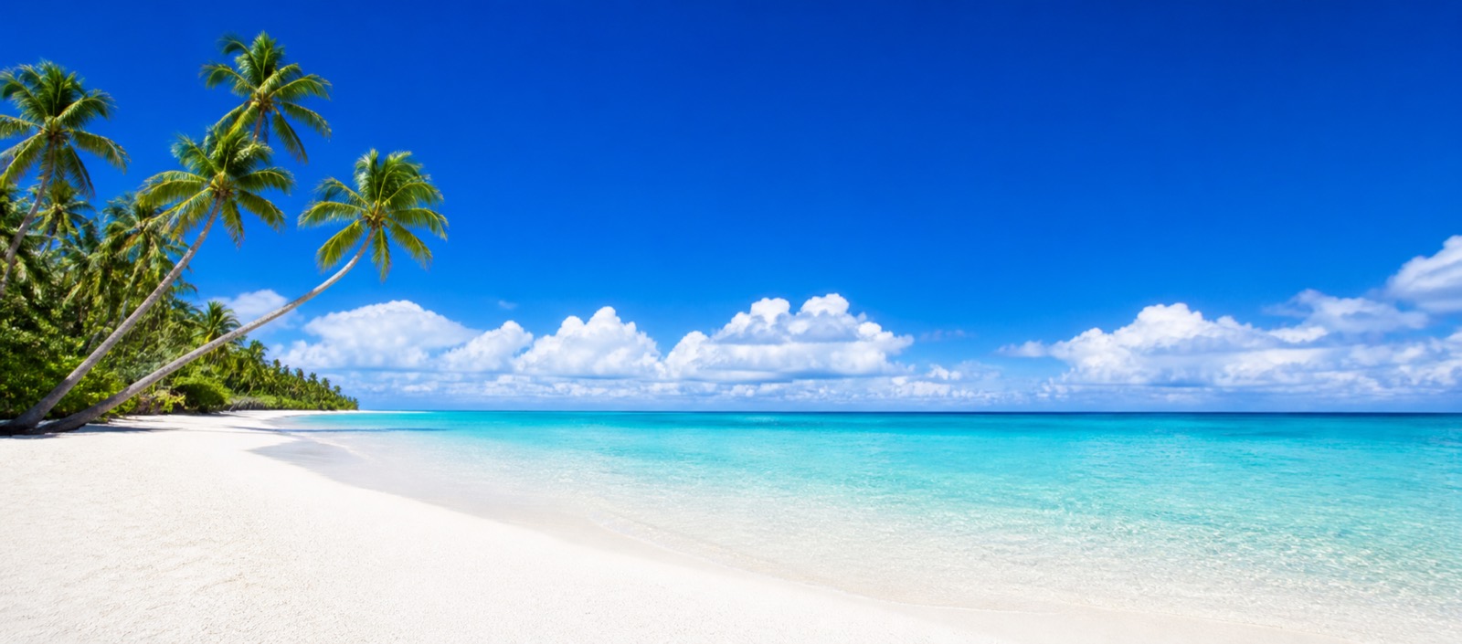 Tropical beach with palm trees